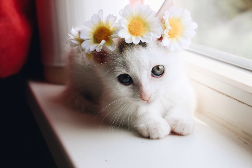 gatos